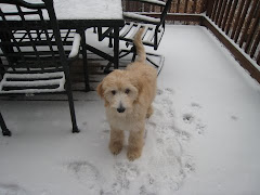 my dog Ridley as a puppy