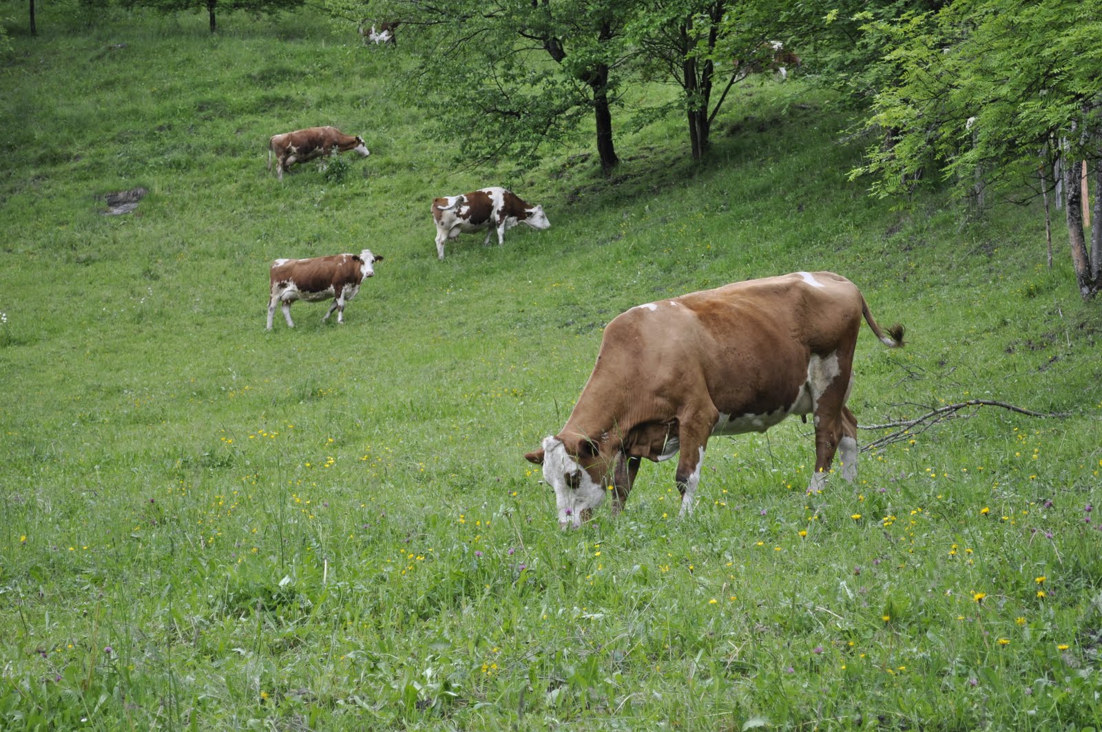 Cassie and her camera: Salzburg and the Alps