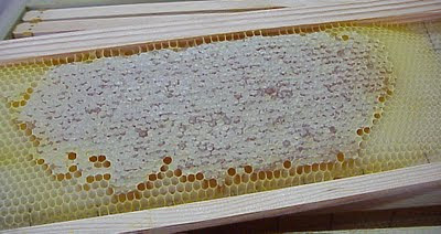 honey bee hive harvest