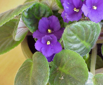 violet plant gnat