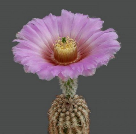 [cactusflowers20ax4-719682.jpg]