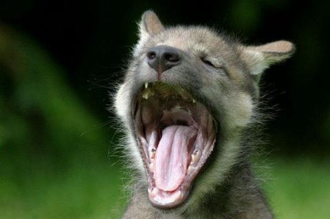 [flickzzz.com+yawning+animals+010-758460.jpg]