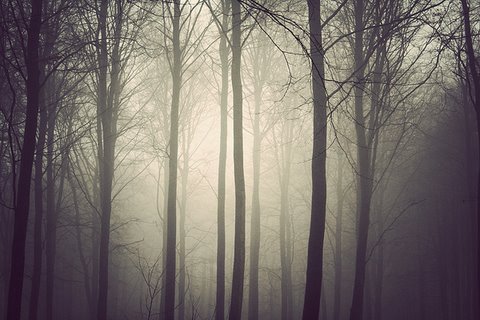 [flickzzz.com+trees003-773068.jpg]
