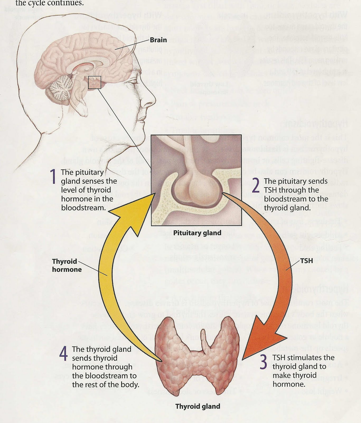 Roundly Dismissed: The Thing About Thyroids