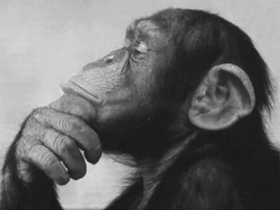monkey.jpg