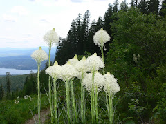 Bear Grass and Whitefish Lake