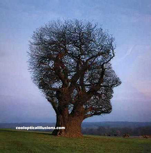 [tree-head-illusion.jpg]