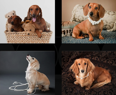 dachshund rescue calendar 2010