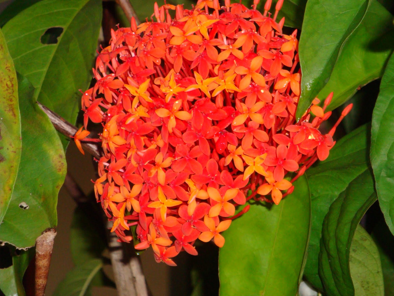 V THUNDER 987 IXORA SP BUNGA  SOKA  