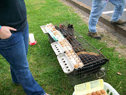 today chicken meet daddy garden