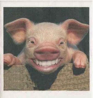 [porco+feliz.jpg]