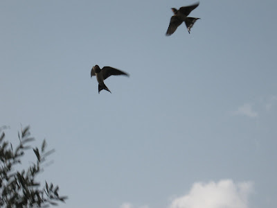 entre pedales, homos, ciervas y mamuts: EL MAGICO VUELO DE LAS