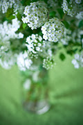 Little Purdy White Flowers. fresh cut flowers, regardless of who's garden . (flowers )