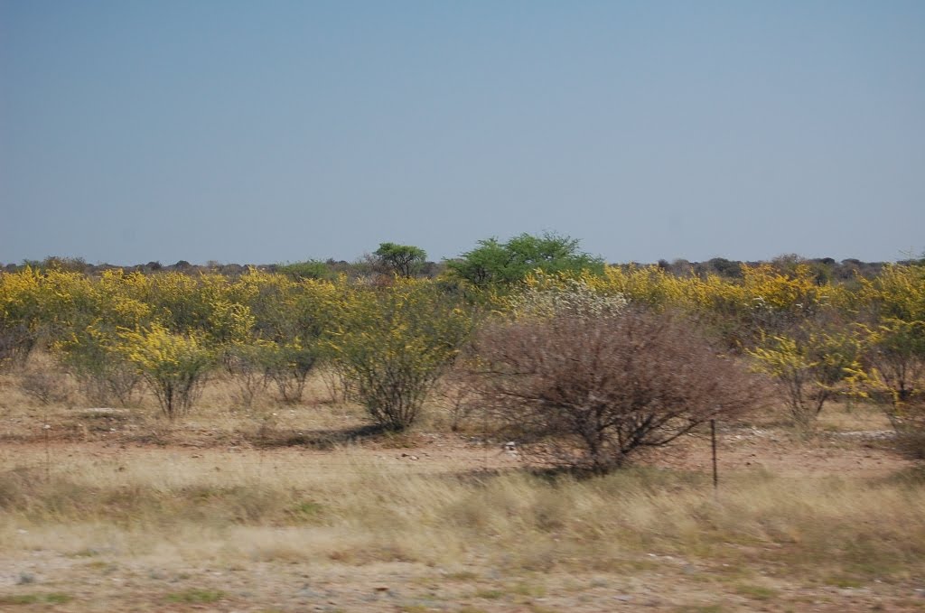 Heathers Mucky World: Bushmen of the Kalahari