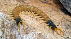myriapods centipede centipedes desert silverfish arizona millipedes attack scolopendra legs cienpies az heros showing rear