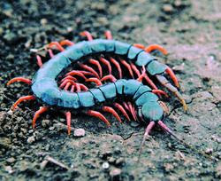 centipedes centipede millipedes myriapods hawaii scolopendra vietnamese bugs types subspinipes chilopoda class different attack kind animals silverfish giant malaysian legs