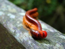 millipede millipedes mating male silverfish myriapods centipedes legs borneo malaysia sarawak attack pair