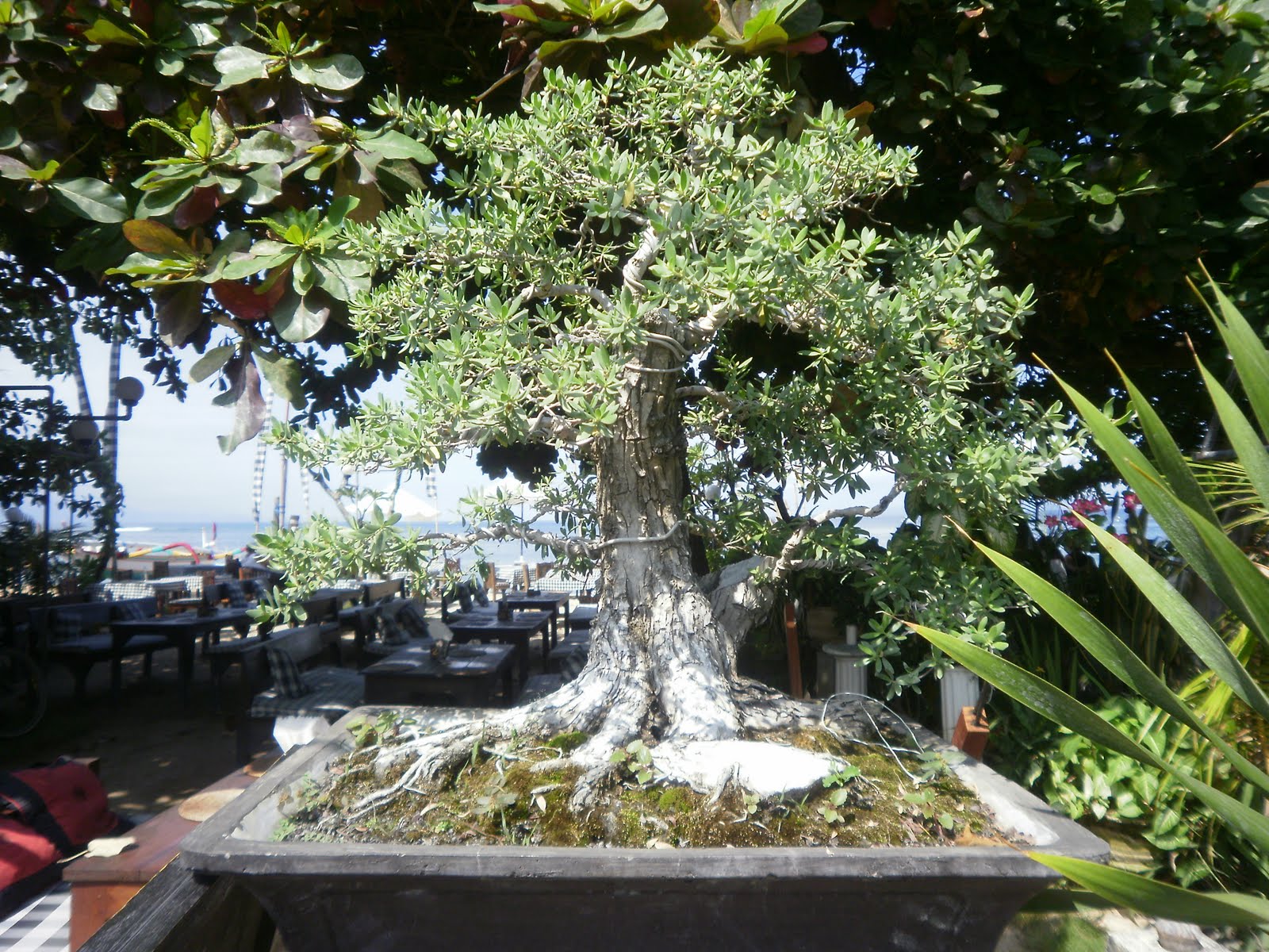 The Tree Blog Bonsai Cafe Sanur Beach Bali