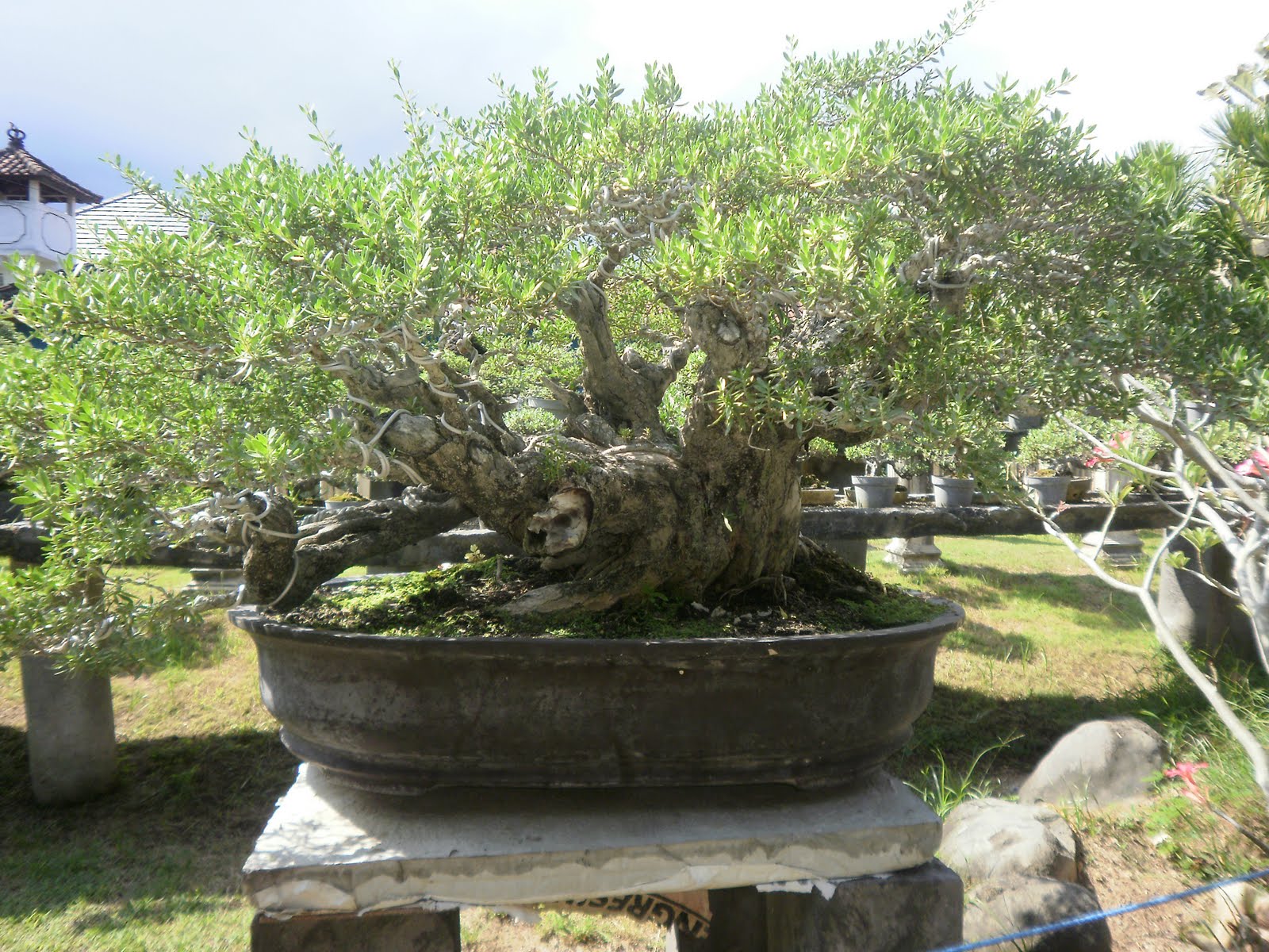 The Tree Blog Cafe BonsaiSanur Bali