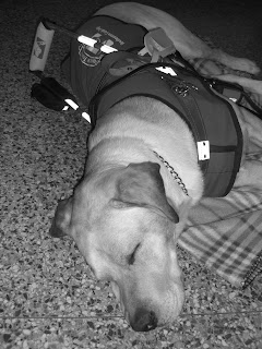 Black/white picture of Toby in harness/coat sleeping