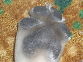 Picture of the bottom of Toby's paw. Yes, very random!