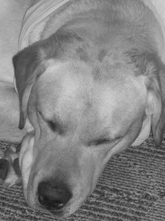 Close up black/white picture of Toby in the hotel room. Yes he is sleeping!