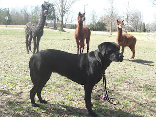 Picture of Duchess, you can see 3 Alpacas behind her