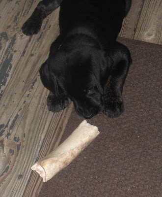 First photo taken of my boy, he is laying down chewing on a bone