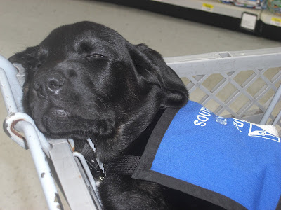 Photo taken when Rudy was a little, little puppy!  (back in May!).  Close up of his face, he's sleeping in the shopping buggy (in Wal-Mart).  You can see some of his cute little guide dog coat
