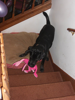 Picture of Rudy playing with his new pink bunny (during the party)