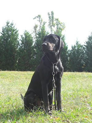 Picture of Rudy in a sit-stay on leash, sitting on green grass - with trees behind him (on the opposite side of the road), he's looking slightly to the left 
