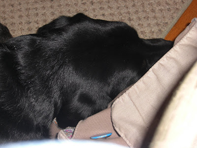 Picture of Rudy's head; he's asleep and resting his head on my purse 