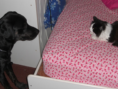 Picture of Rudy staring at at the black/white long haired cat - which is on my bed