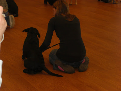 Picture of a black puppy Happy; I'm sitting beside her giving her the command down