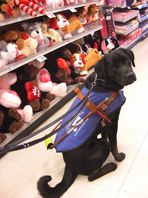 Picture of Rudy in a sit-stay in coat/harness with lots of large Valentine's stuffed animals beside him; he's giving me the 'PLEASE can I have one?' Look!