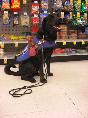 Picture of Rudy in a sit-stay in coat/harness with the candy section behind him