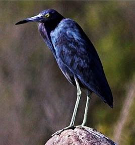 Las aves no necesitan preocuparse de estas cosas