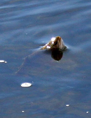 Fish rising on the Bitterroot River near Tucker Crossing