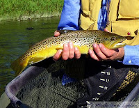 Fall means brilliant colors and brown trout are spawning