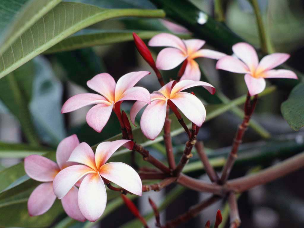 vengara