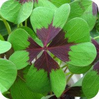 Oxalis - Oxalis -