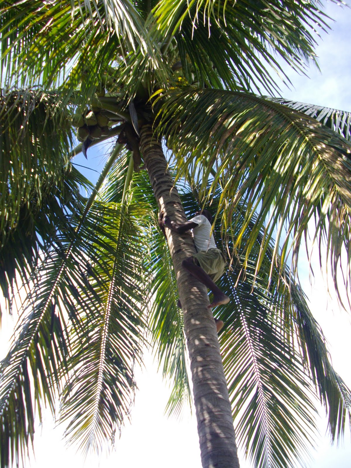 My Two Mites: Leadership: Imitation, climbing the coconut tree