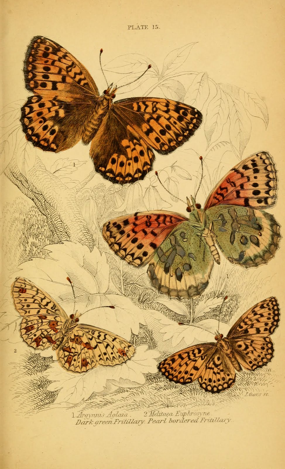 [butterflies-natural-history-of-british-butterflies-plate-15.jpg]
