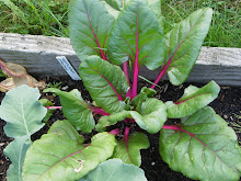 Beautiful 'Bordeaux' Spinach