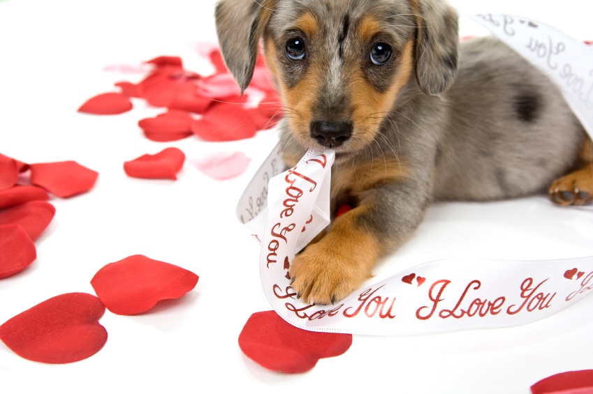 Valentines Day Puppy Wallpapers, Valentine Puppy Pictures | Valentine's Day