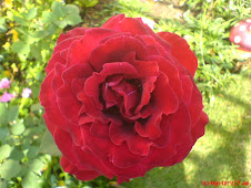 Rosa do Meu jardim