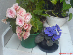 As florzinhas da casa da minha Mãe!!!