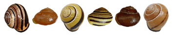 [front_snails.png]
