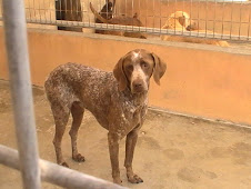 Pinto, adoptado en 2009!