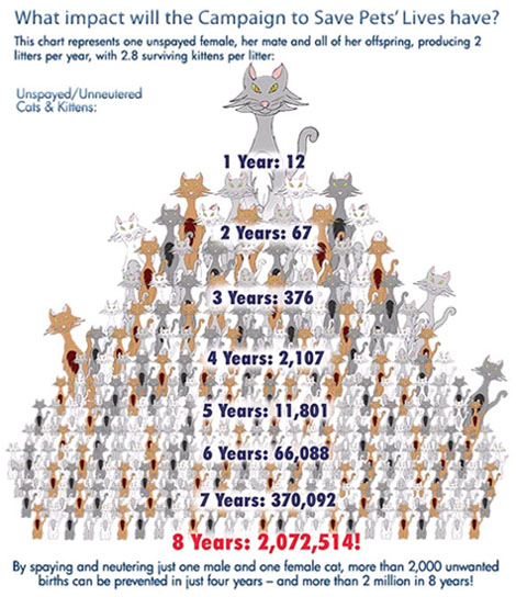 cat breed chart cats types cat overpopulation chart